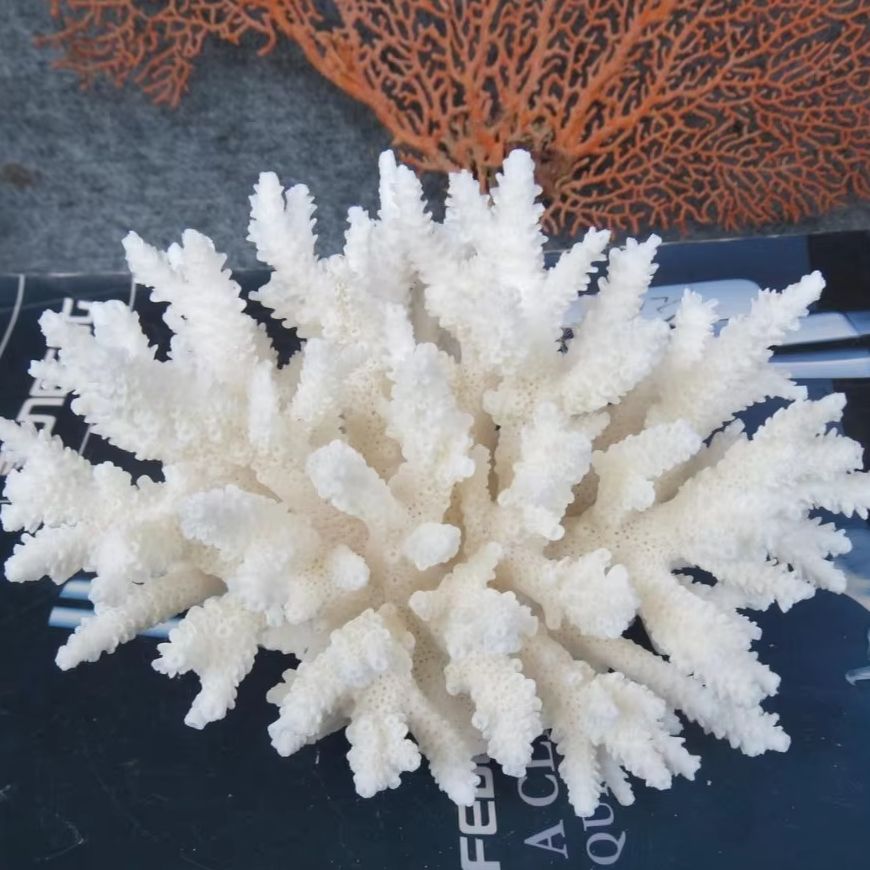 Marine Aquarium & Regional Centre - 1pc Natural White Coral Cluster marine