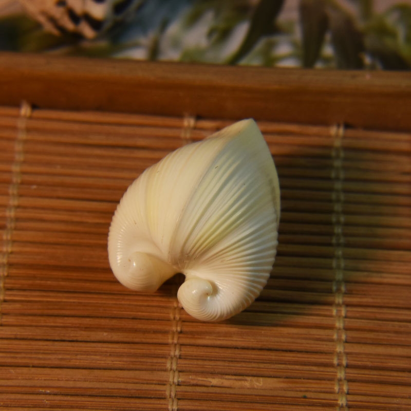 Marine Aquarium & Regional Centre - Natural Cardium cardissa Shell - Heart