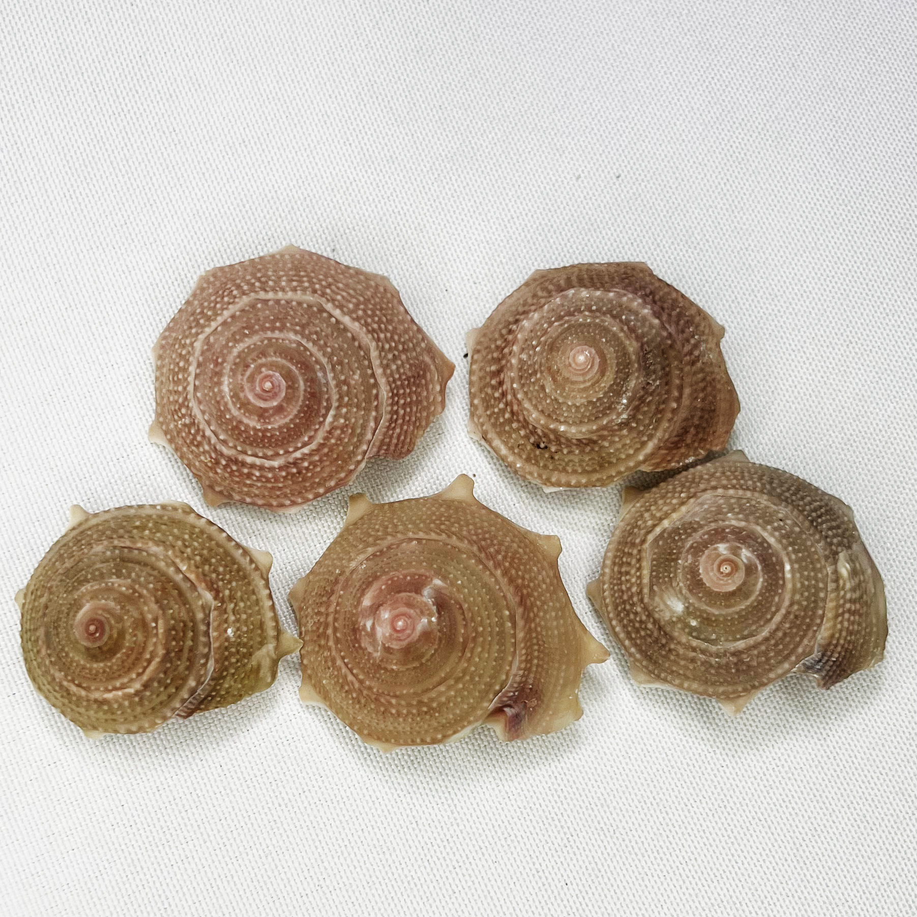 Natural Astraea Shell - Sun Sn - Marine Aquarium Hermit Crab avis et prix