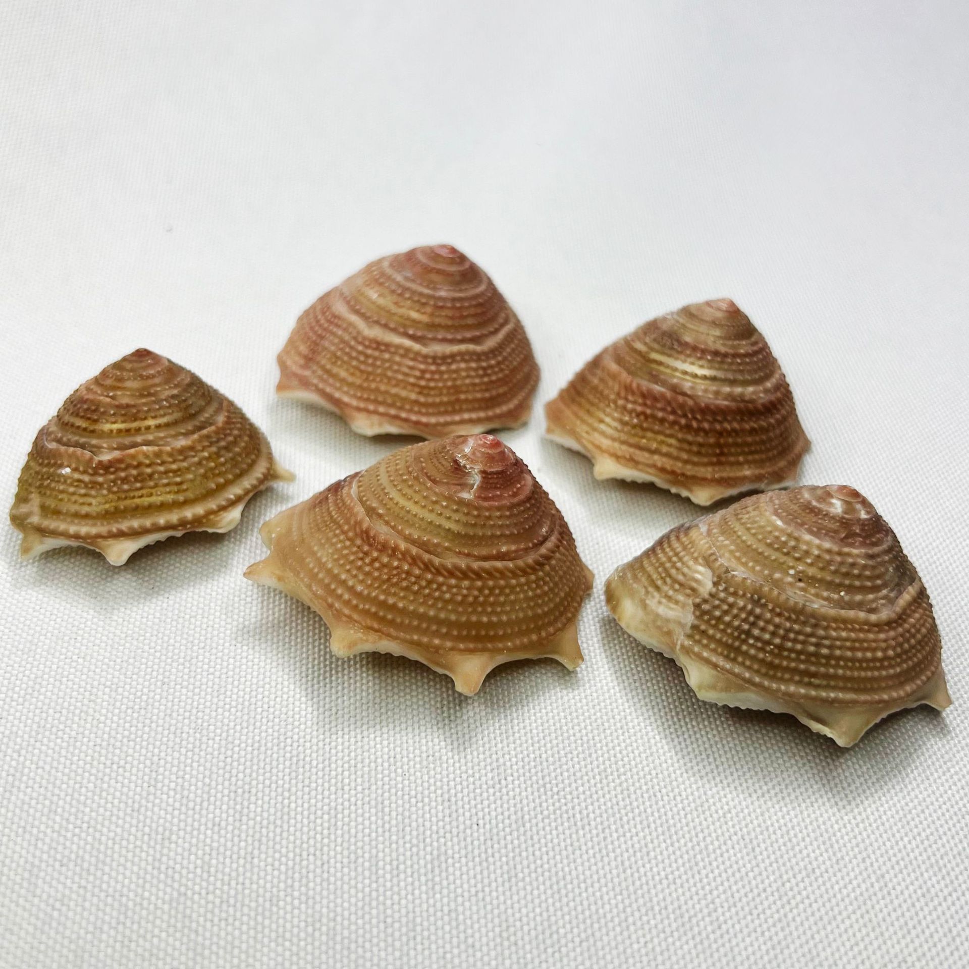 Natural Astraea Shell - Sun Sn - Marine Aquarium Hermit Crab avis et prix