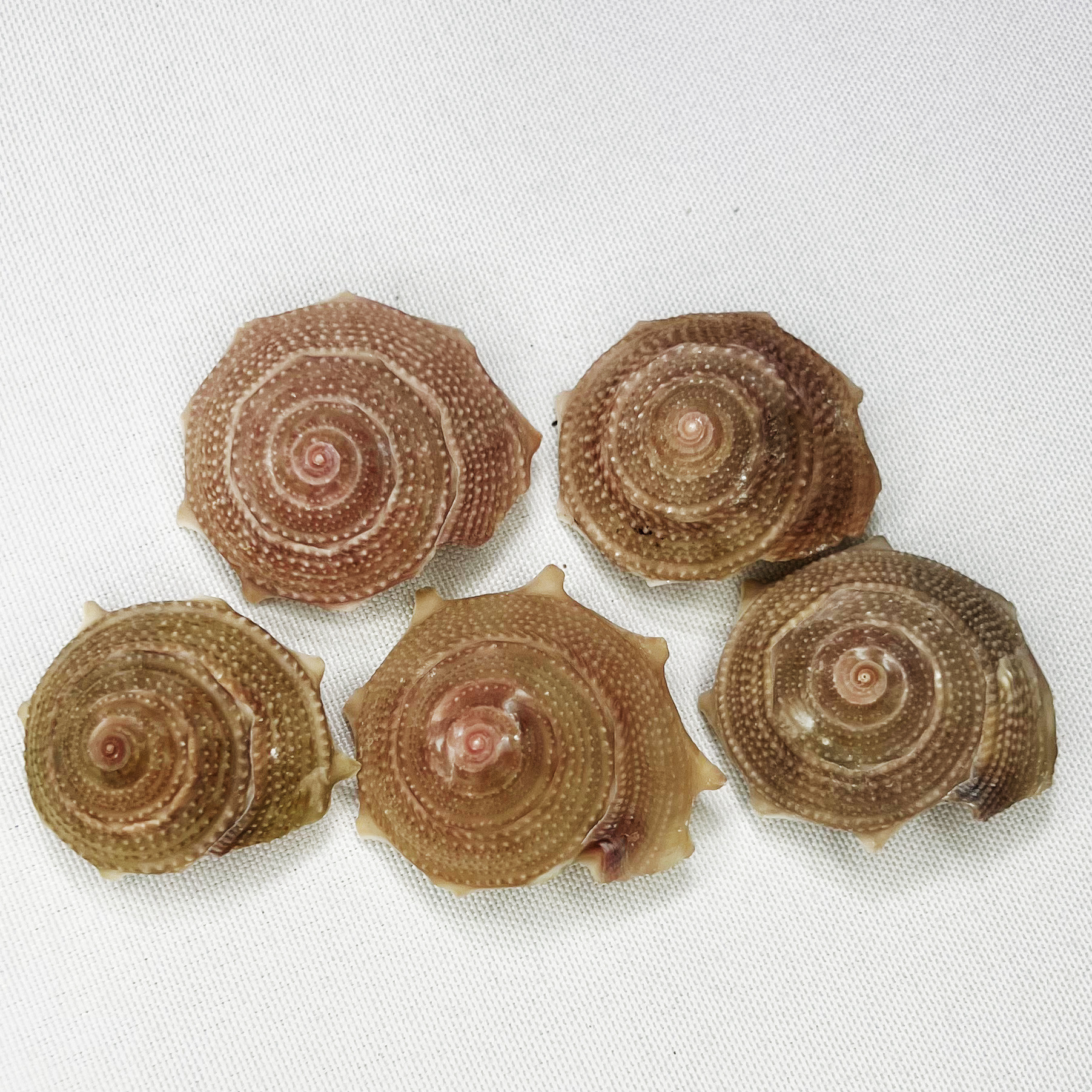 Natural Astraea Shell - Sun Sn - Marine Aquarium Hermit Crab avis et prix
