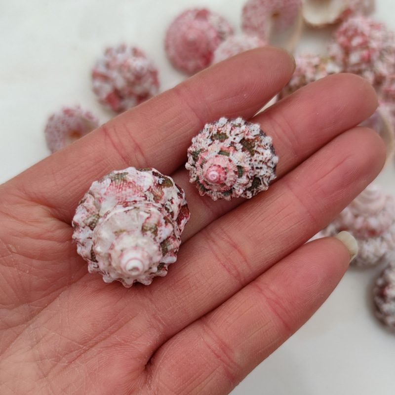 Natural Ferraria Gallina Conch - Marine Aquarium Hermit Crab avis et prix