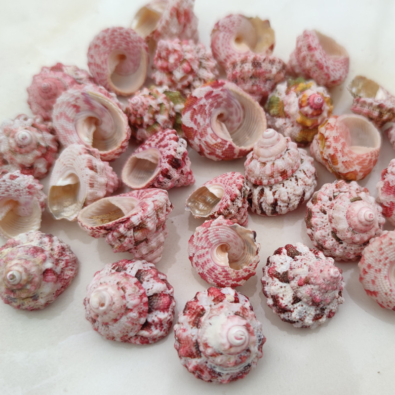 Natural Ferraria Gallina Conch - Marine Aquarium Hermit Crab avis et prix
