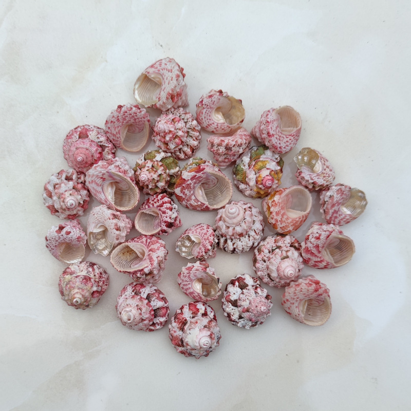 Natural Ferraria Gallina Conch - Marine Aquarium Hermit Crab avis et prix