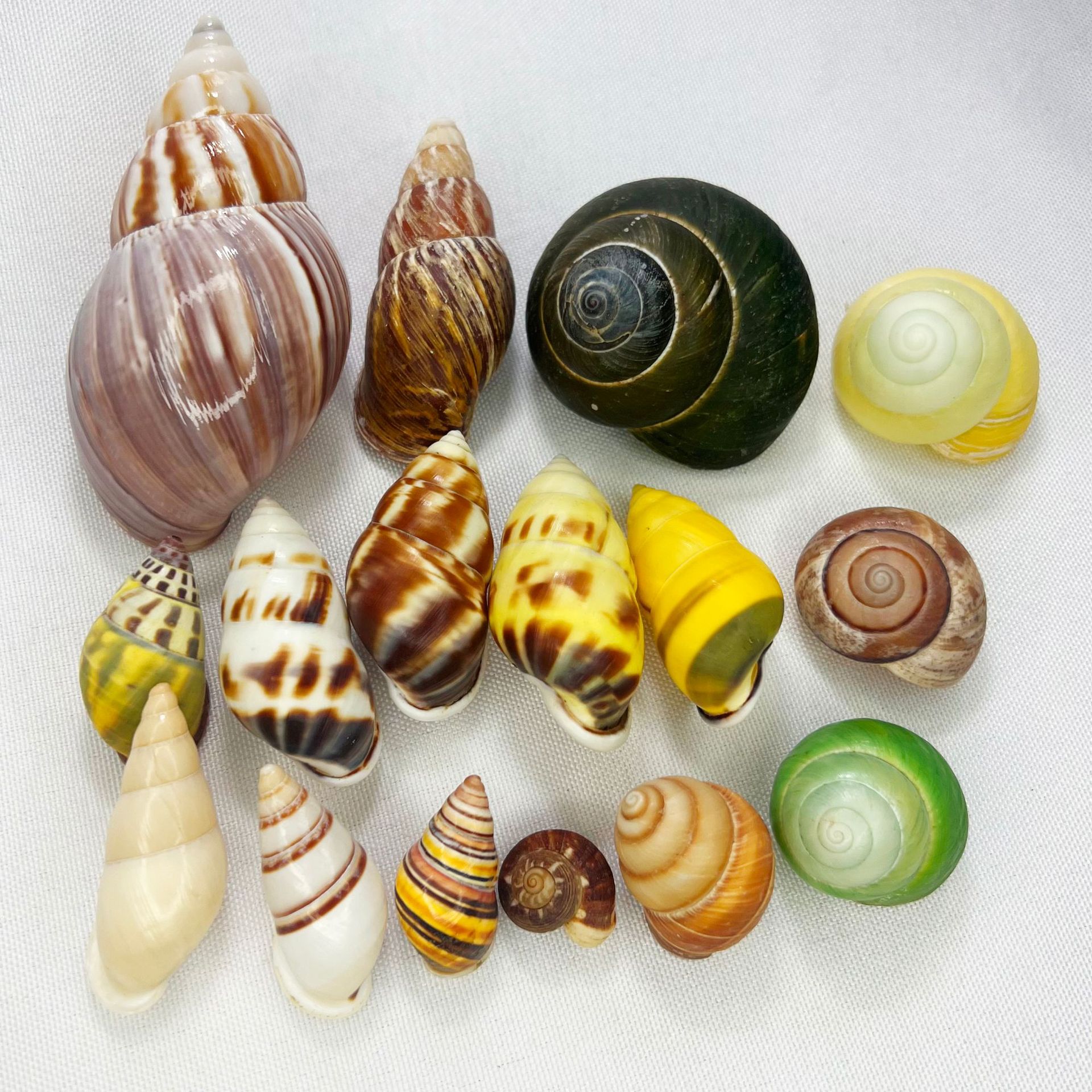 Natural Turbo Shell - Hermit C - Marine Aquarium Hermit Crab avis et prix