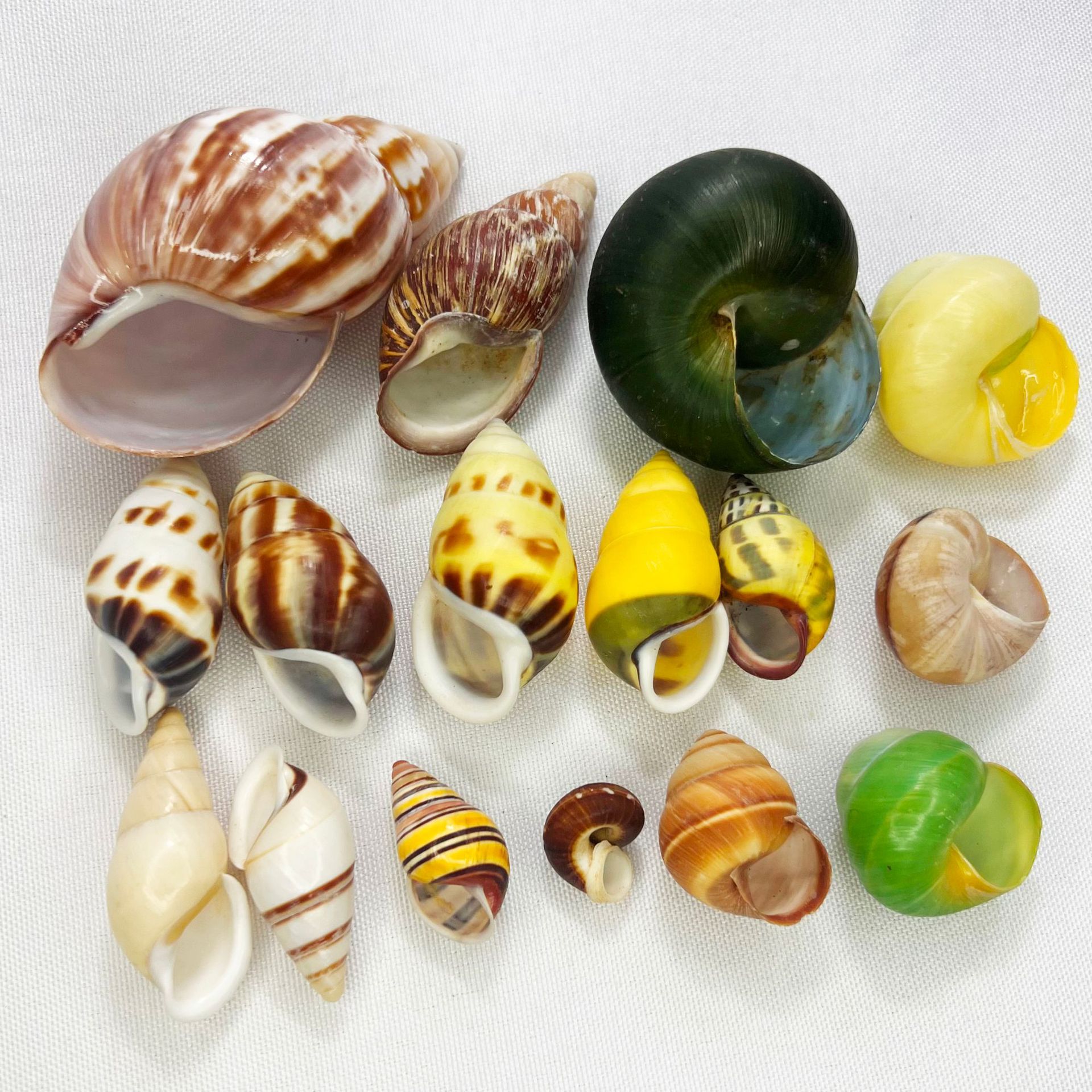 Natural Turbo Shell - Hermit C - Marine Aquarium Hermit Crab avis et prix