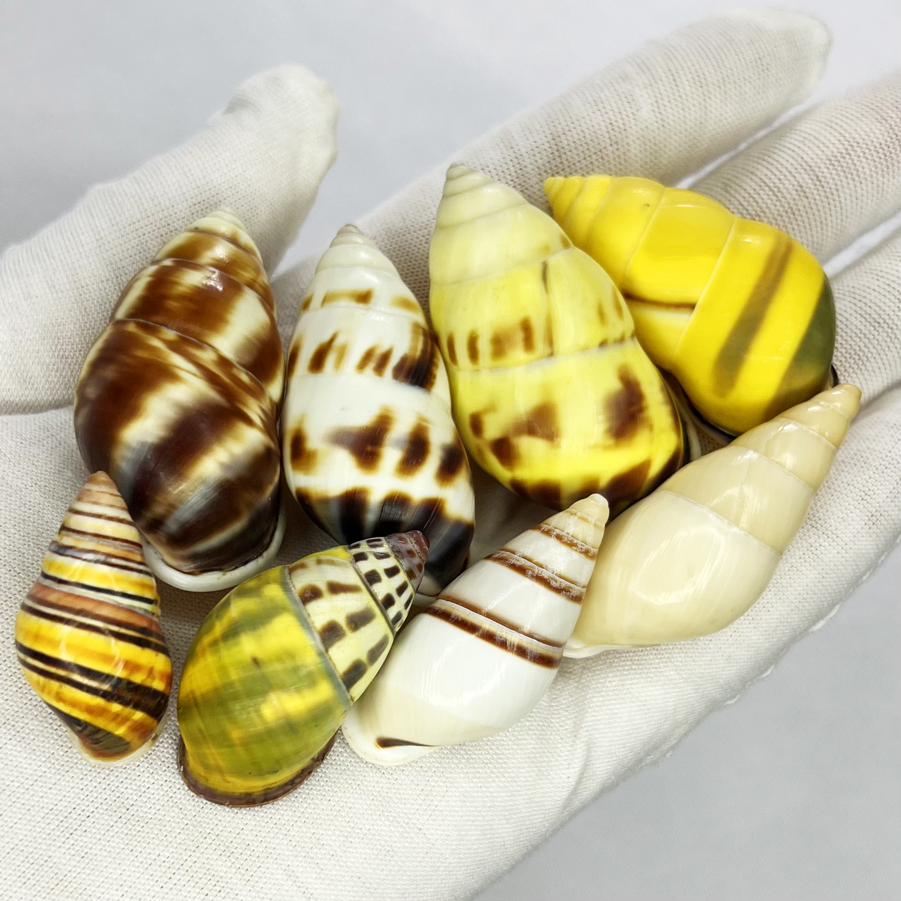 Natural Turbo Shell - Hermit C - Marine Aquarium Hermit Crab avis et prix