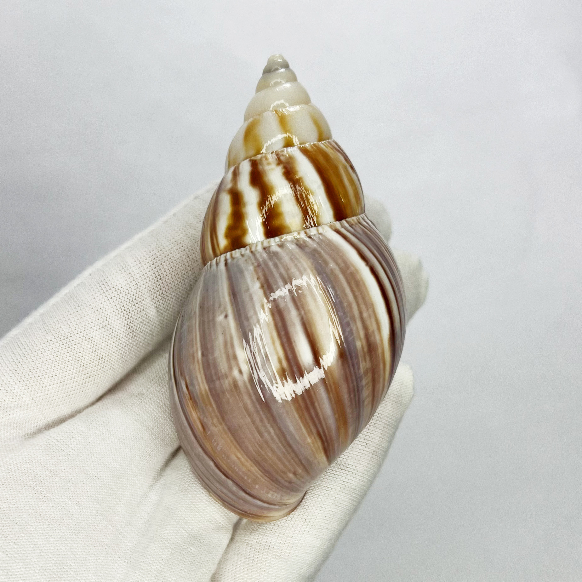 Natural Turbo Shell - Hermit C - Marine Aquarium Hermit Crab avis et prix