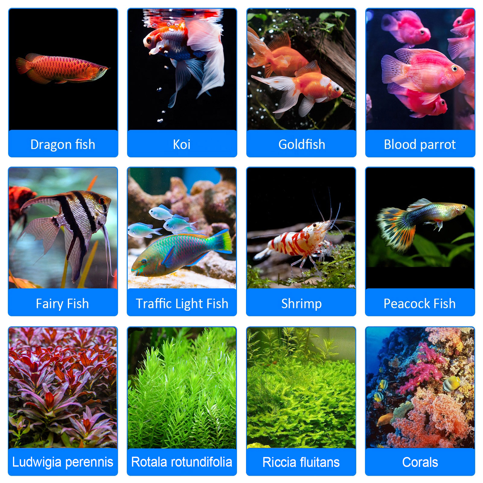 8H 10H 12H Timer Panel Reef Ma - Aquarium Blue Marine Reef avis et prix