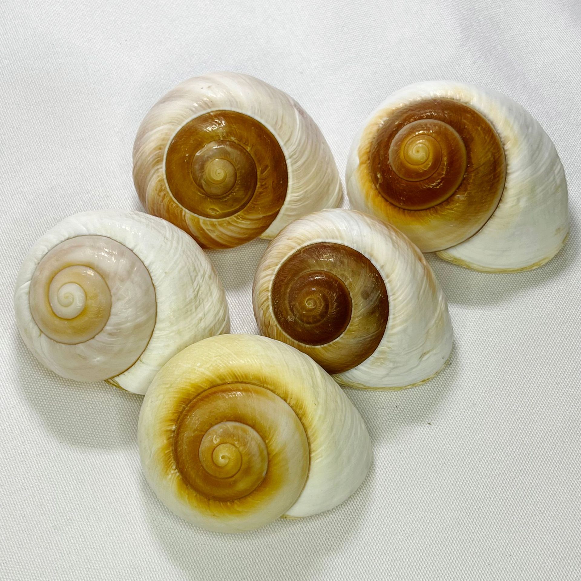 Natural Bulla Shell - Bread Sn - Marine Aquarium Hermit Crab avis et prix