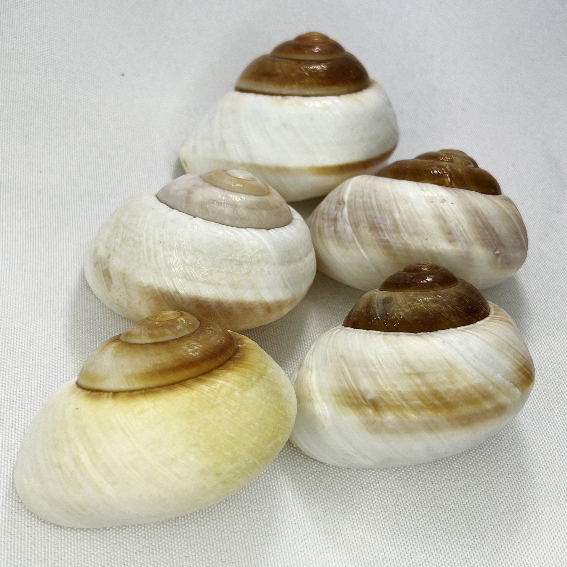 Natural Bulla Shell - Bread Sn - Marine Aquarium Hermit Crab avis et prix