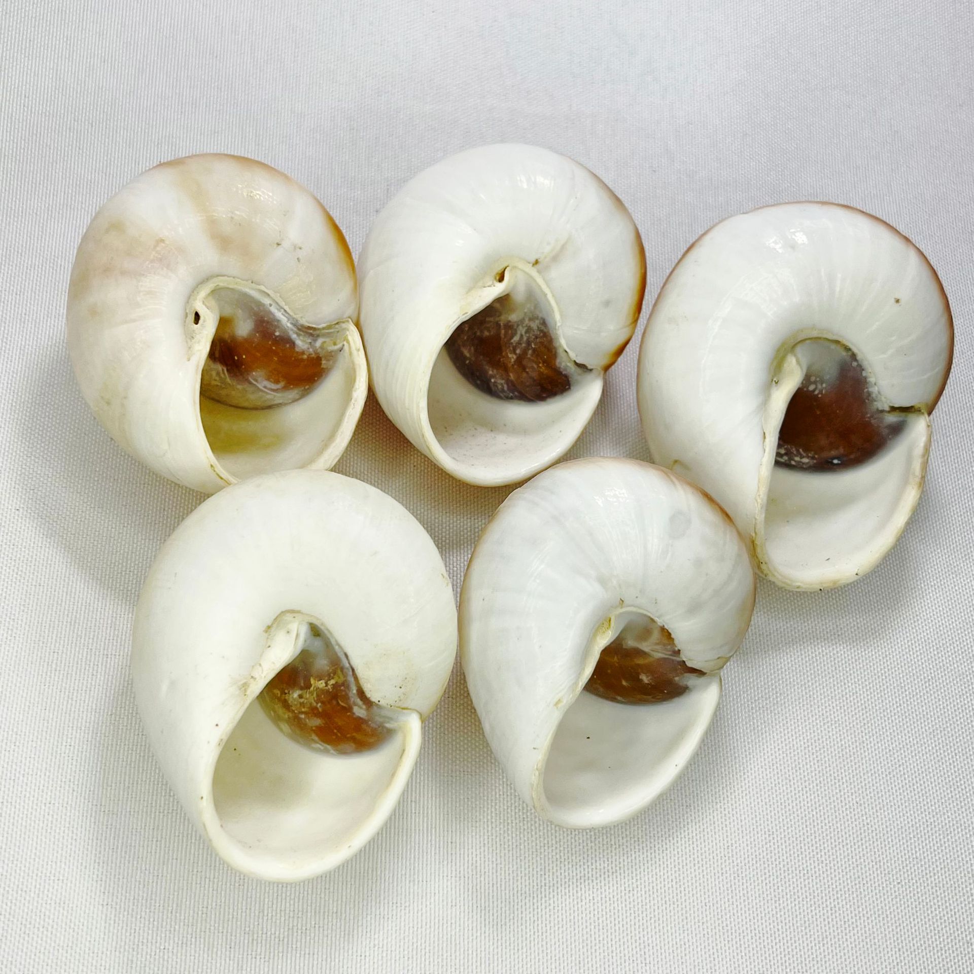 Natural Bulla Shell - Bread Sn - Marine Aquarium Hermit Crab avis et prix