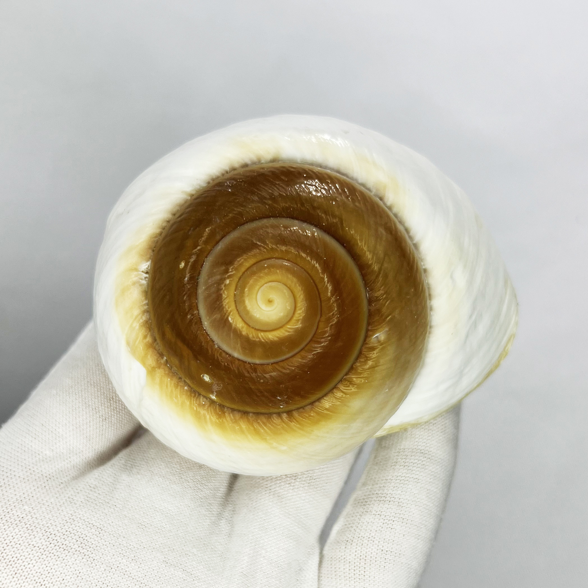Natural Bulla Shell - Bread Sn - Marine Aquarium Hermit Crab avis et prix