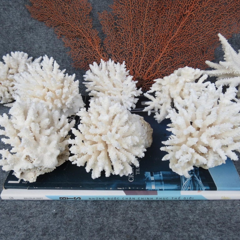 1pc Natural White Coral Cluste - Marine Aquarium & Regional Centre avis et prix