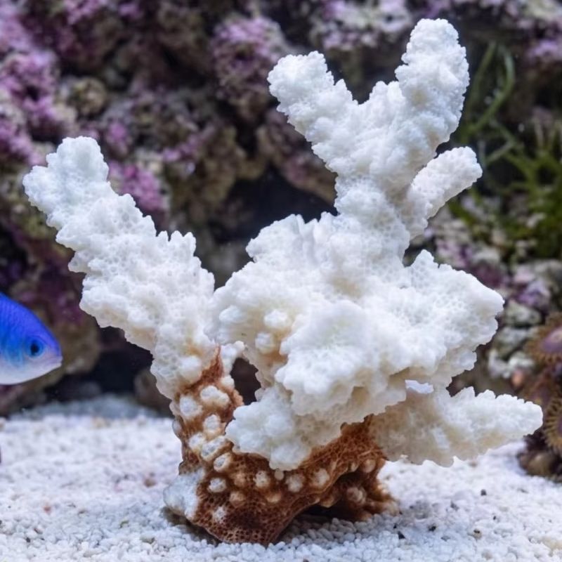 1pc Natural White Coral Cluste - Marine Aquarium & Regional Centre avis et prix
