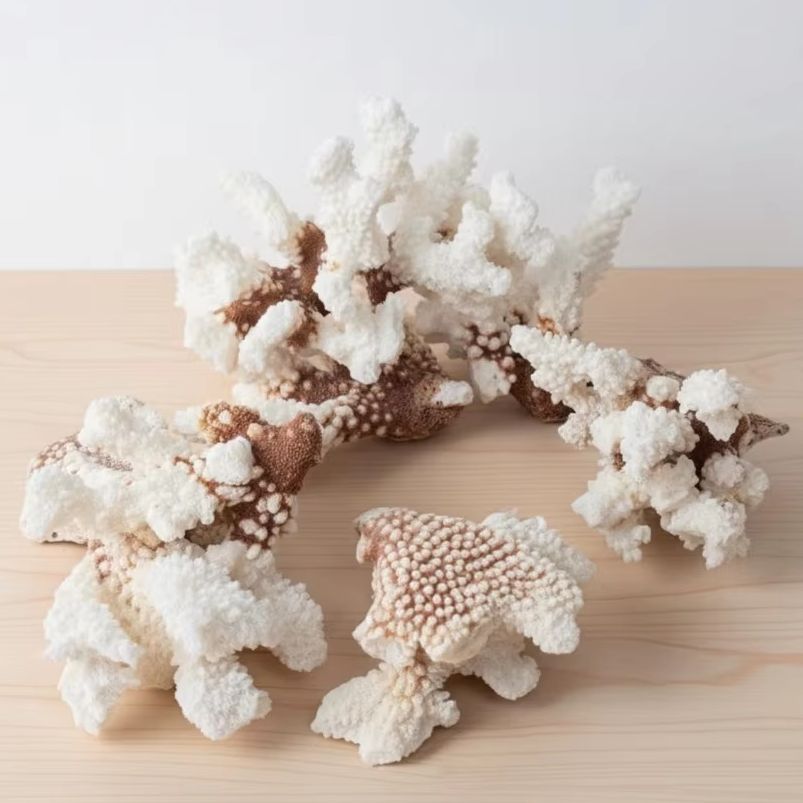 1pc Natural White Coral Cluste - Marine Aquarium & Regional Centre avis et prix