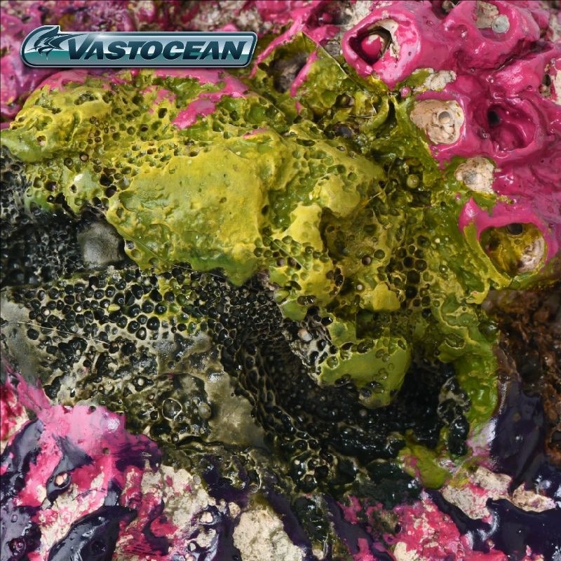 VASTOCEAN Saltwater Aquarium C - Marine Aquarium Hermit Crab avis et prix