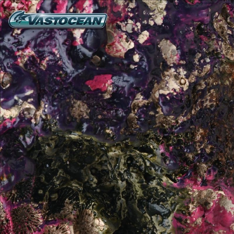 VASTOCEAN Saltwater Aquarium C - Marine Aquarium Hermit Crab avis et prix