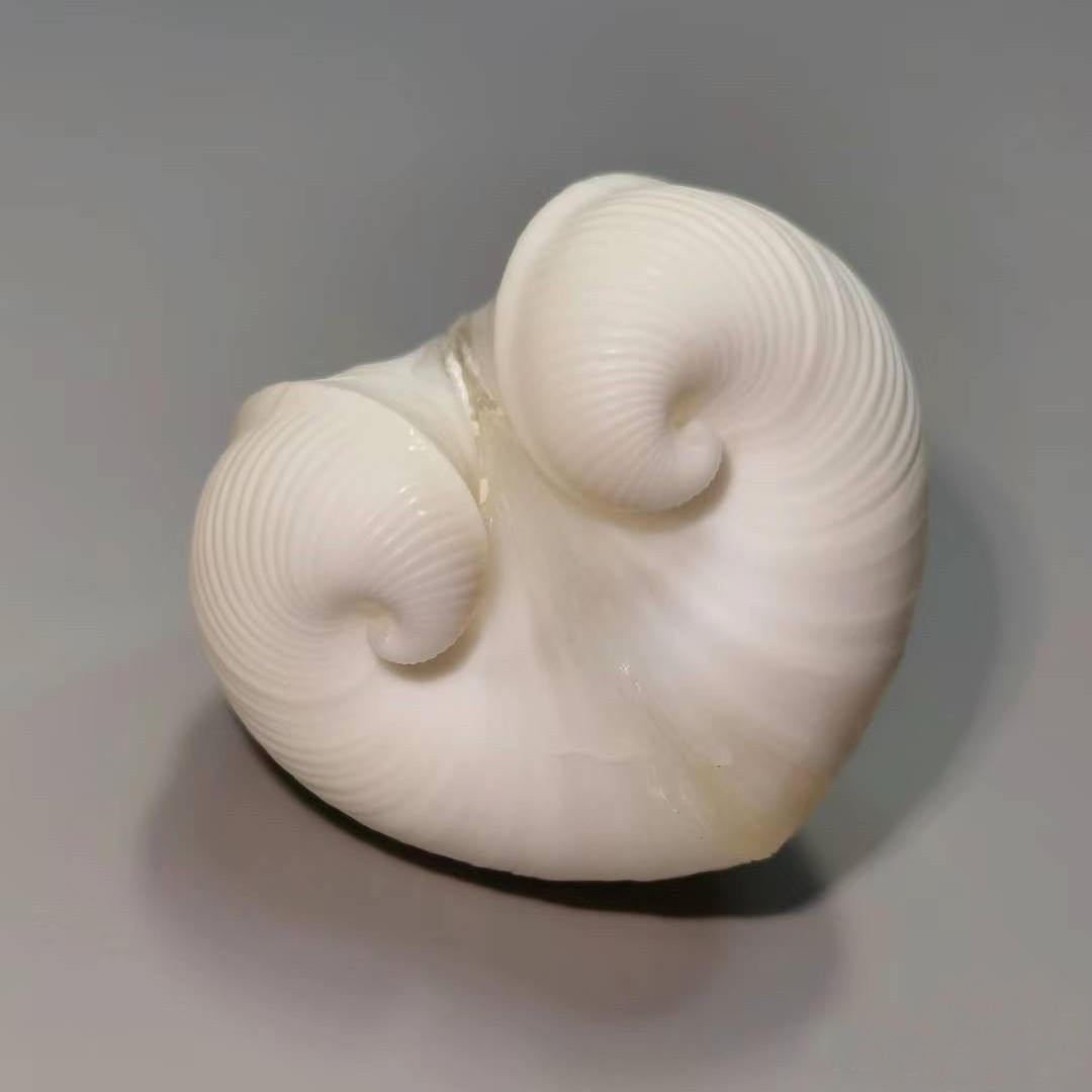 Natural Cardium cardissa Shell - Marine Aquarium & Regional Centre avis et prix