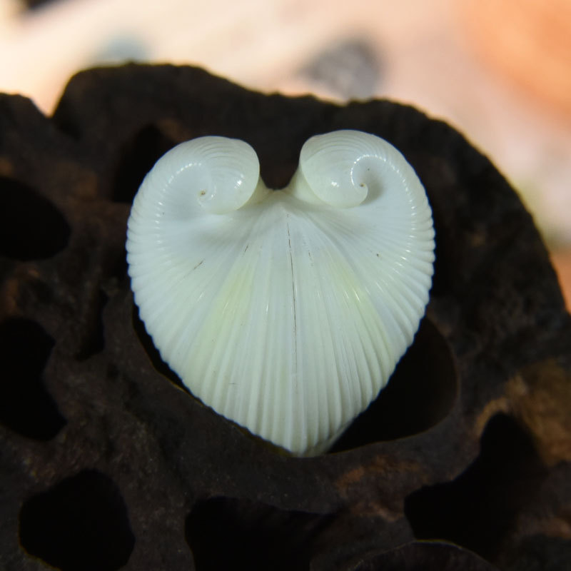 Natural Cardium cardissa Shell - Marine Aquarium & Regional Centre avis et prix