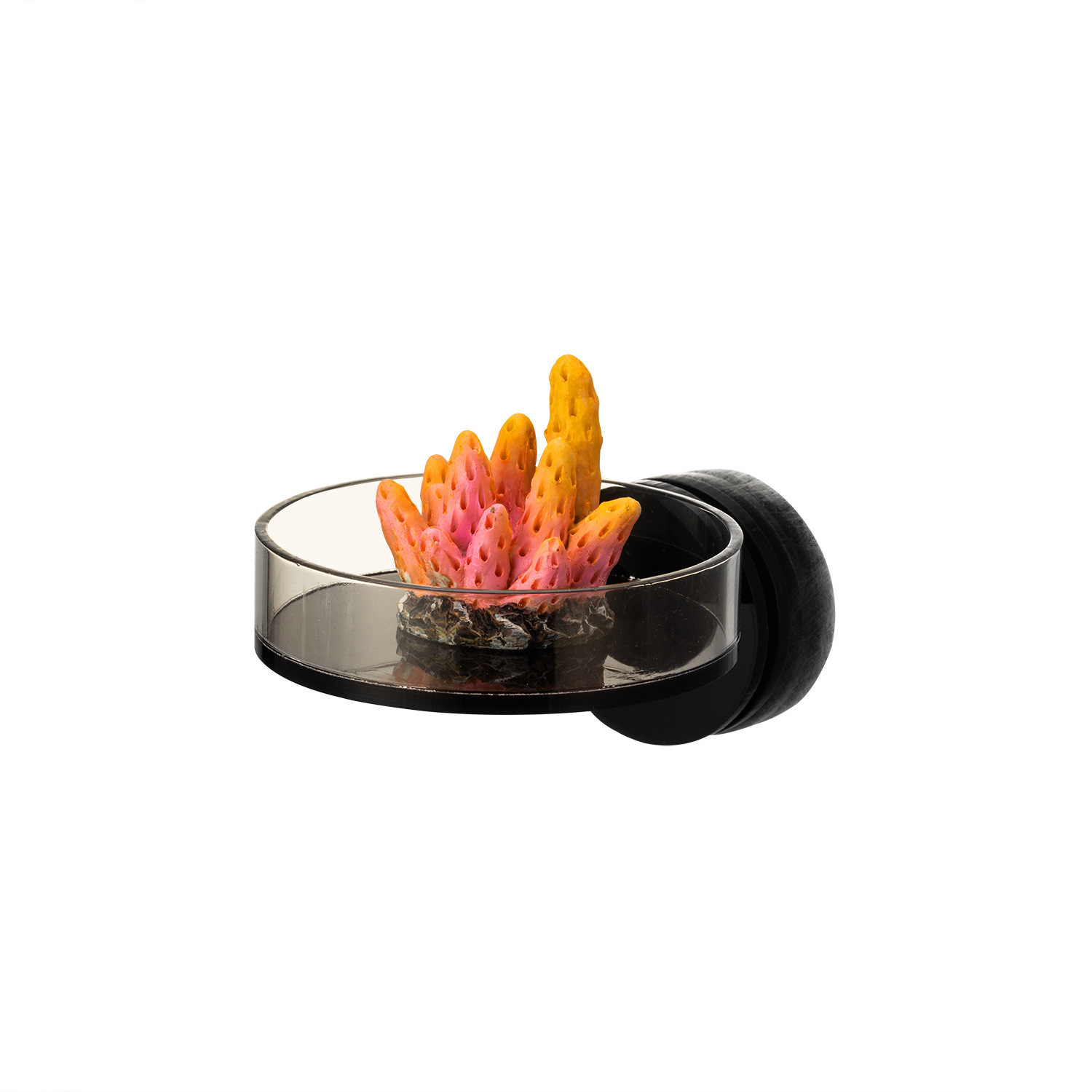 Marine Sources 70mm Black Magn - Marine Aquarium & Regional Centre avis et prix