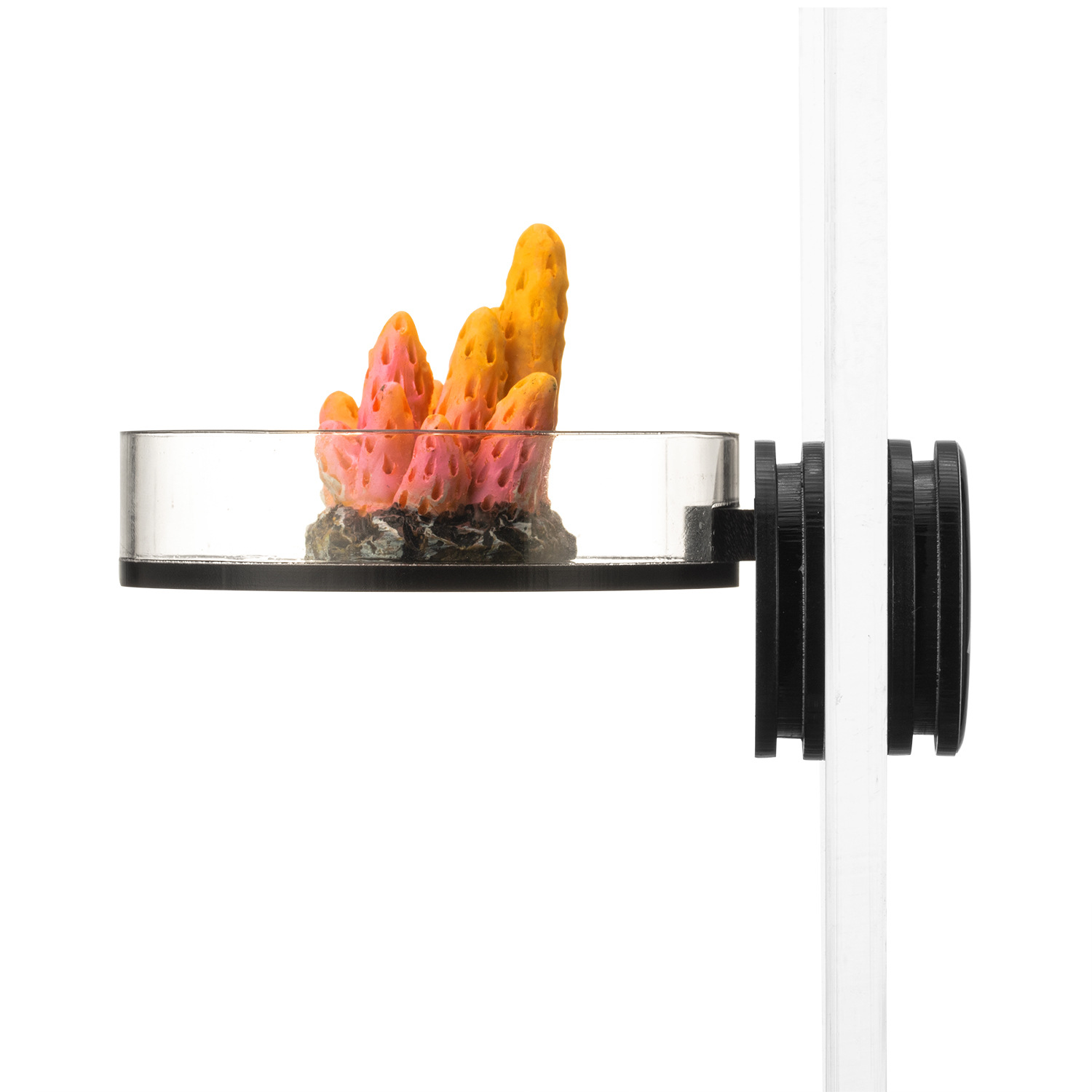 Marine Sources 70mm Black Magn - Marine Aquarium & Regional Centre avis et prix